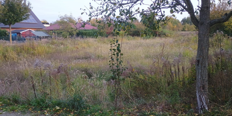 Ungemähte Wiese, ein Baum und im Hintergrund ein Haus