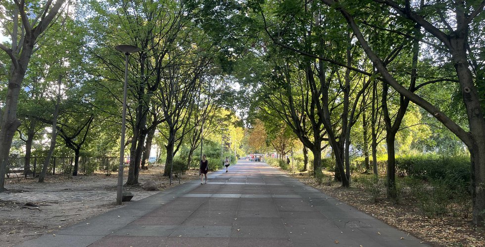 Schillingpromenade mit Bäumen auf beiden Seiten