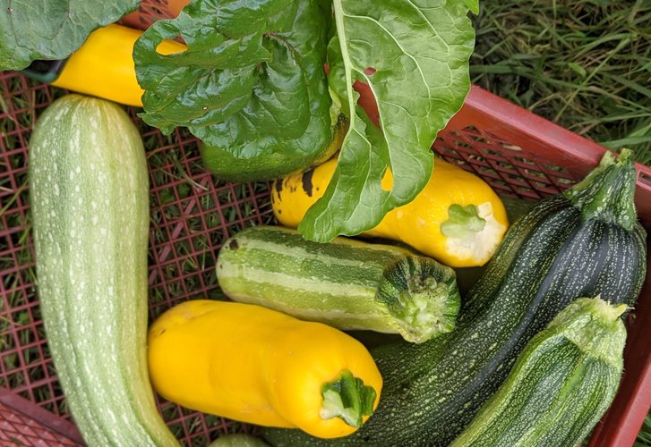 Ein gefüllter Korb mit verschiedenem Gemüse (Zucchini, Mangold).