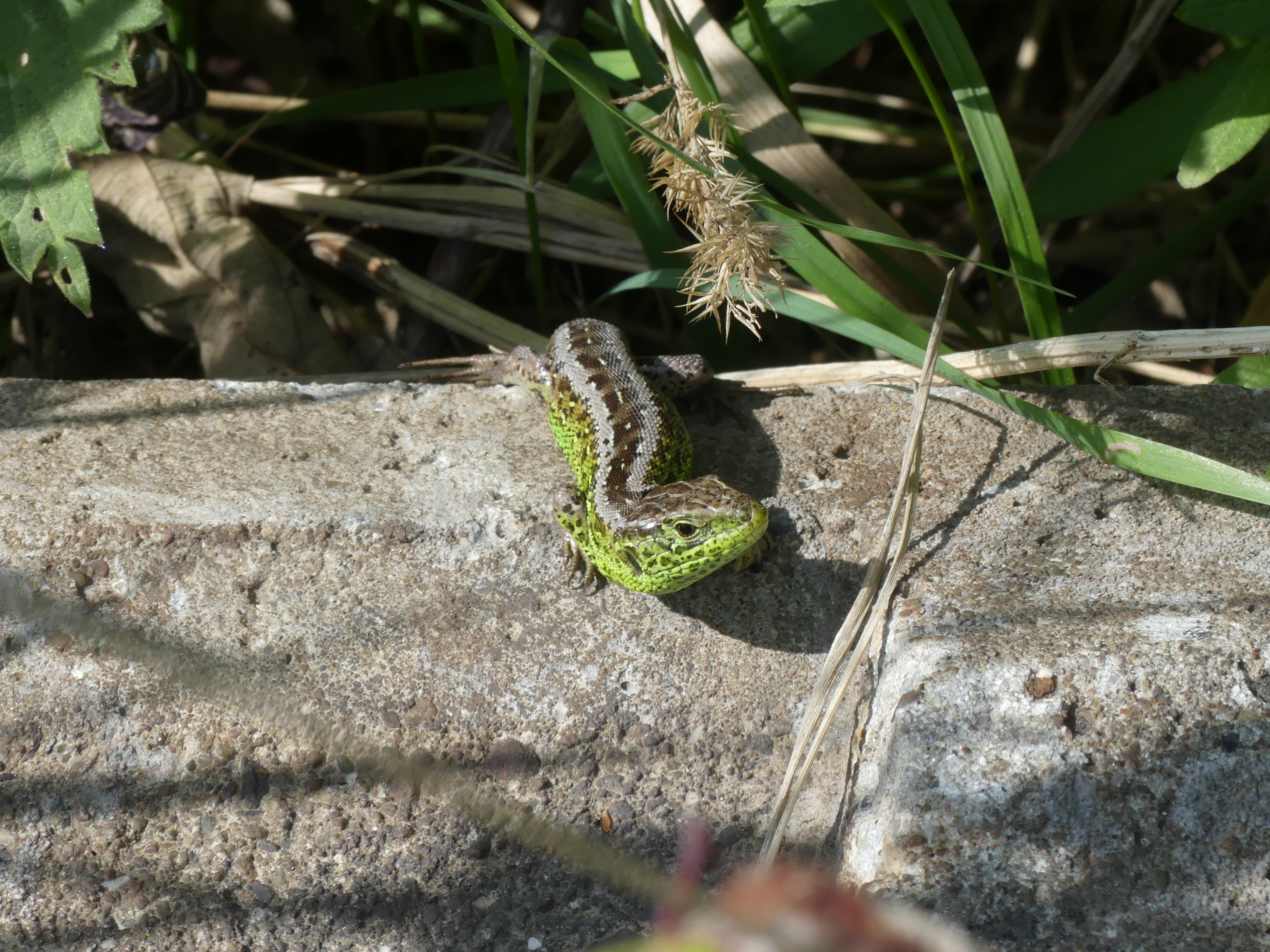 Zauneidechsenmännchen, Foto: Grohmann 2020