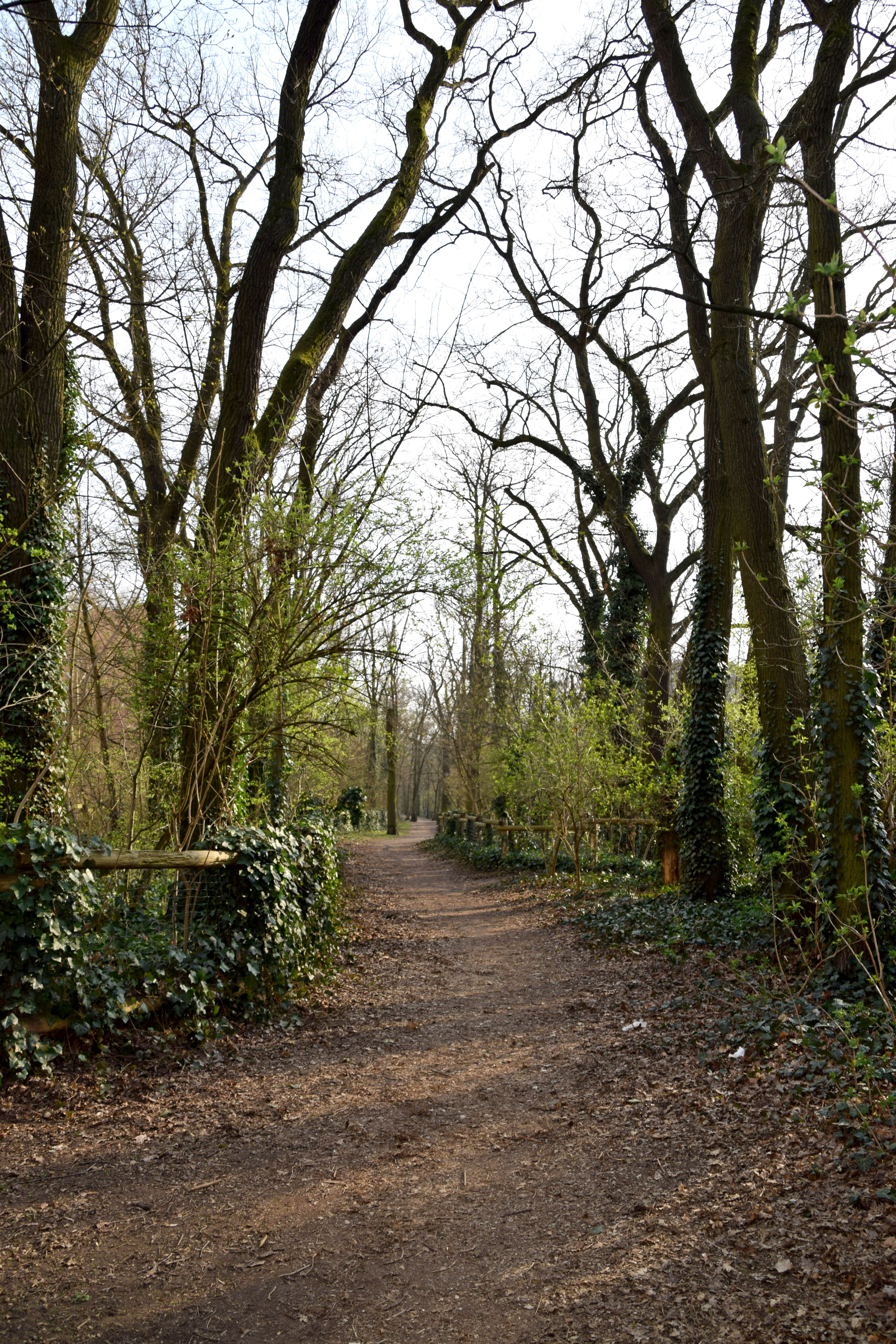 Waldweg durch das Rudower Vogelwäldchen